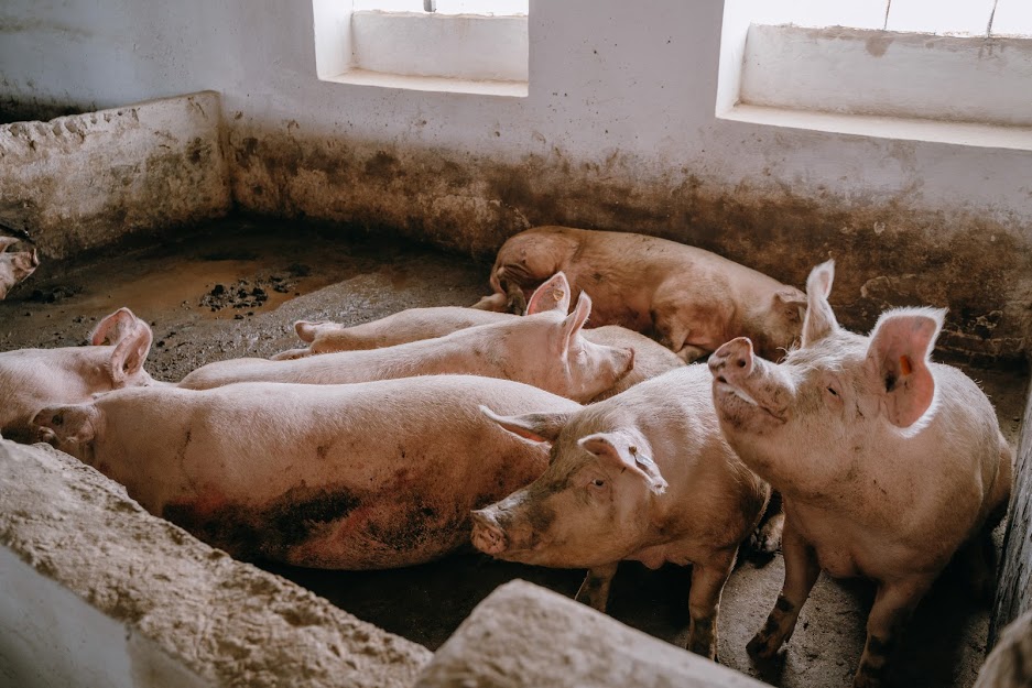 Свинина в Україні дорожчає через ріст цін на корми — думка