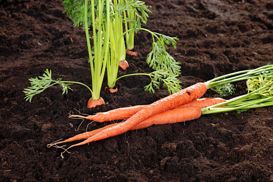 Для вирощування моркви важливо провести передпосівну обробку