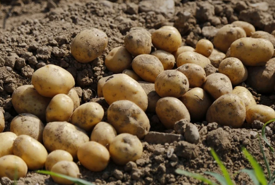 Цьогоріч картопля має коштувати мінімум 20 гривень за кілограм — думка