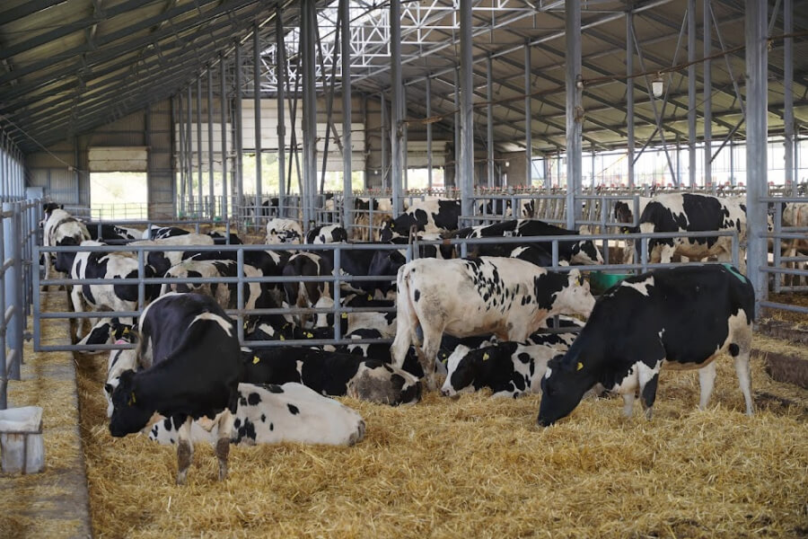 На Чернігівщині фермери в окупації забезпечували молоком громаду
