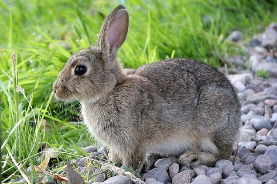 Експерти пояснили, як виявити стоматит у кролів