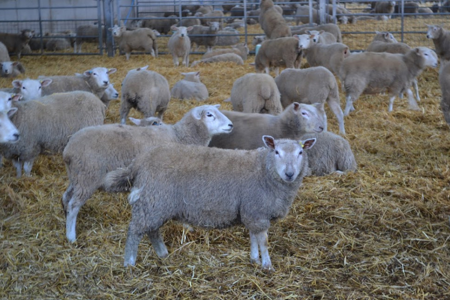 В Україні вівчарів вшановують у день святої Анастасії