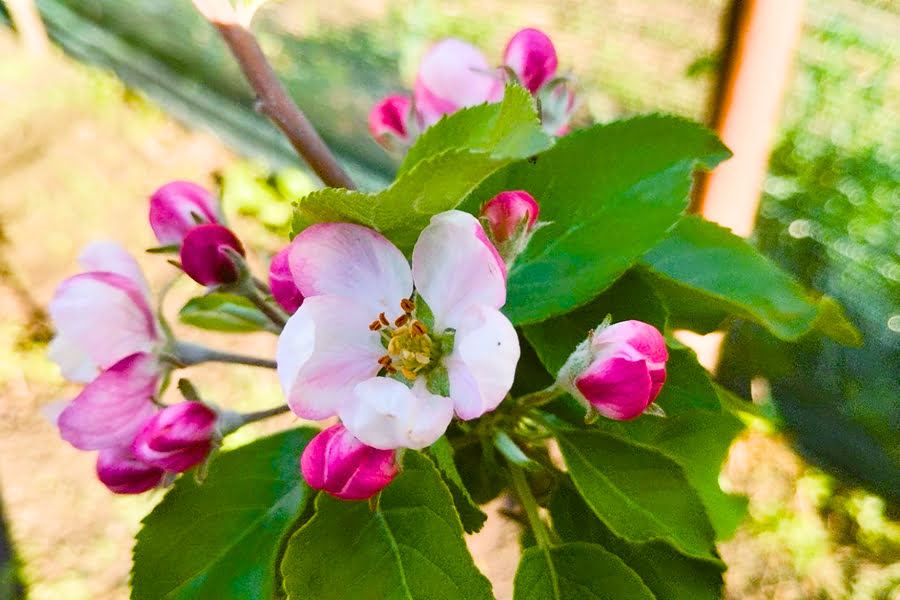 Парша на яблунях: експерт радить терміново провести профілактичні обробки