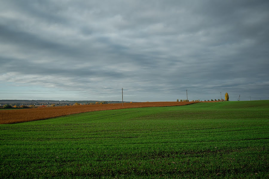 Орендоване поле