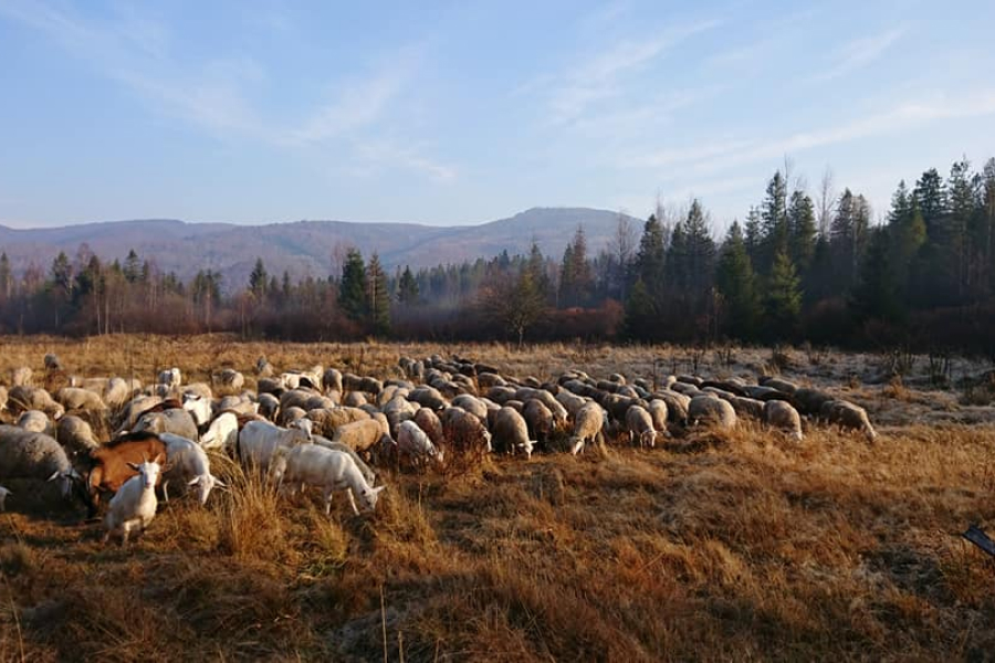 Кози та вівці на пасовищі