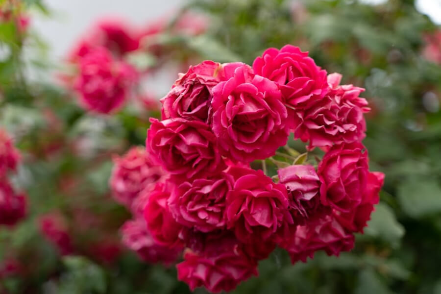 Садові троянди варто обрізати в кінці жовтня  — поради