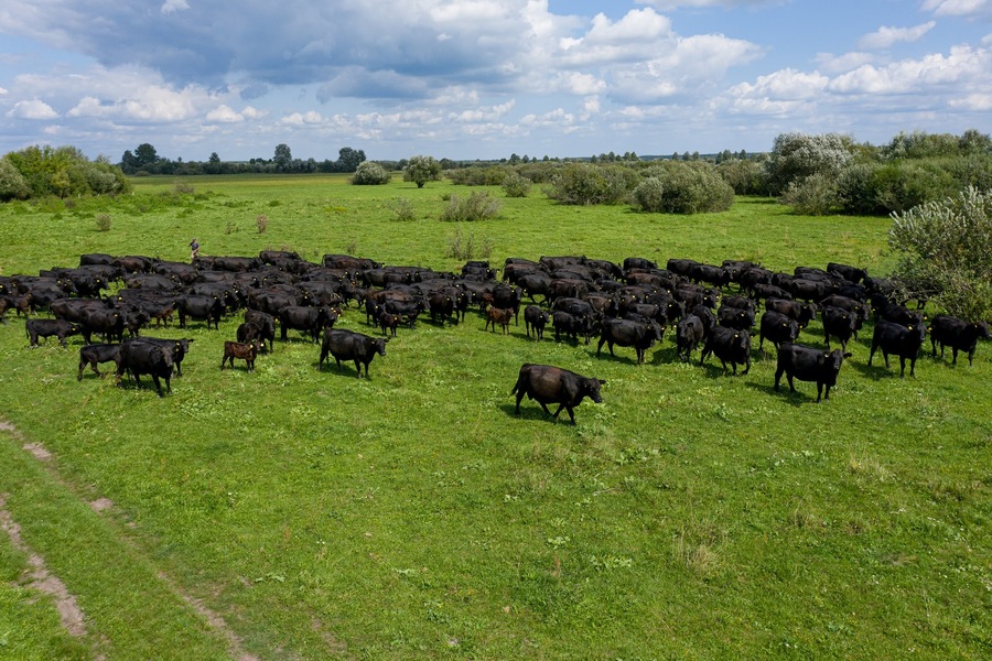 Стадо корів на пасовищі
