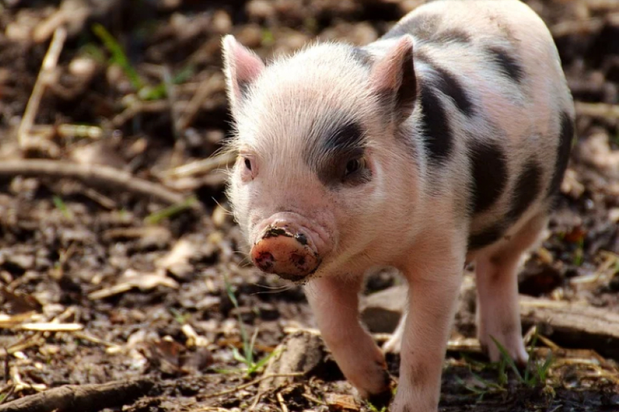 В Україні подорожчає свинина