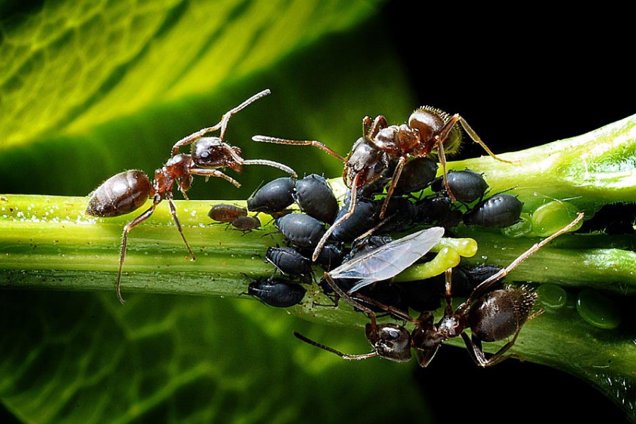 Мильний розчин позбавить від мурах на городі — поради
