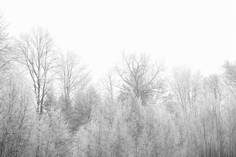 Сніг на деревах