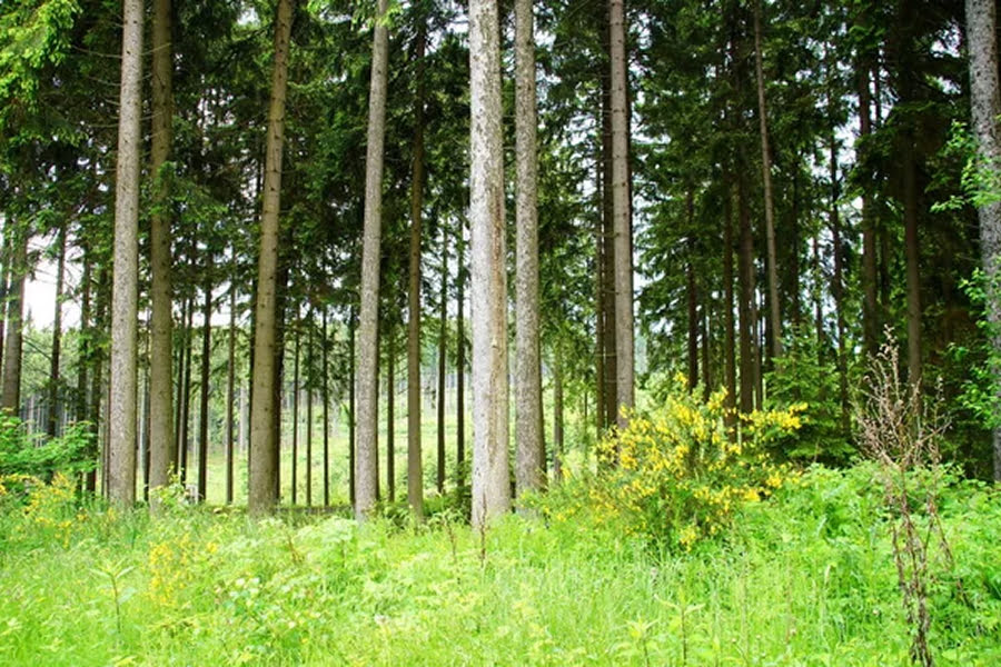 На Львівщині 176 гектарів лісів перетворять на курорт