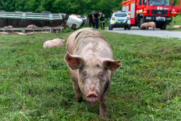 На Хмельниччині в ДТП потрапила фура зі свиньми