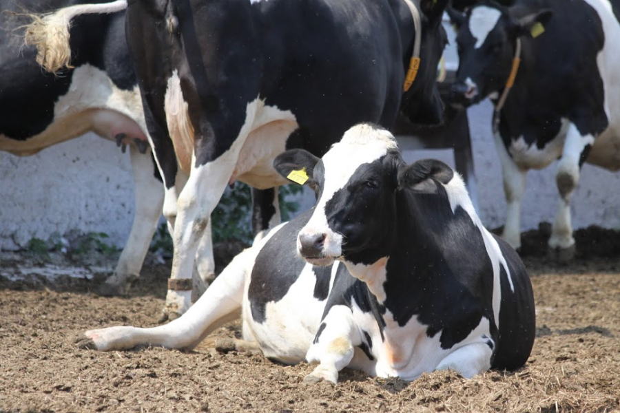 В Україні сімейні молочні ферми отримали 5,5 млн грн дотацій