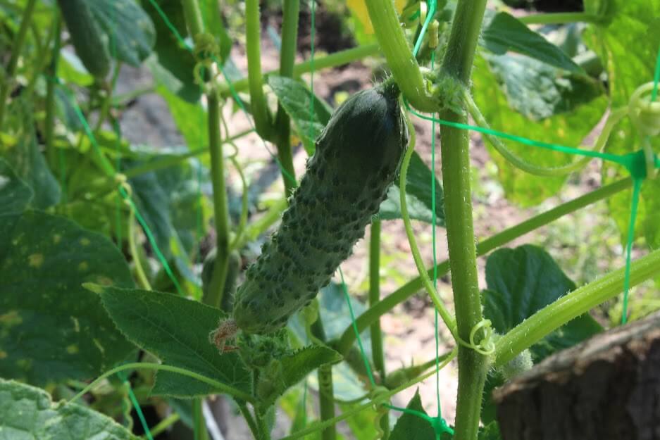 Огірок на городі