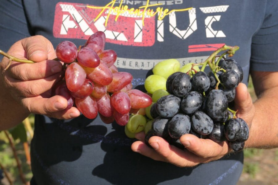 На Сумщині селянин вирощує 47 сортів столового винограду