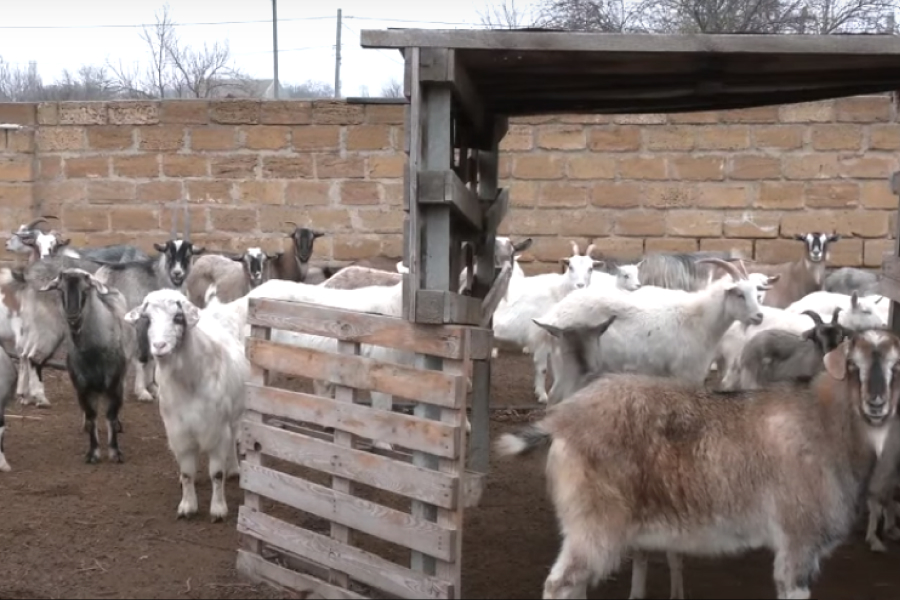 На Херсонщині діє притулок для кіз