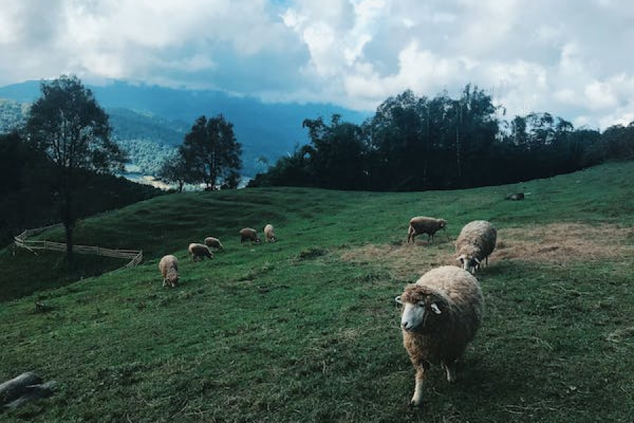 На Закарпатті вівчарі отримають компенсацію за будівництво ферм