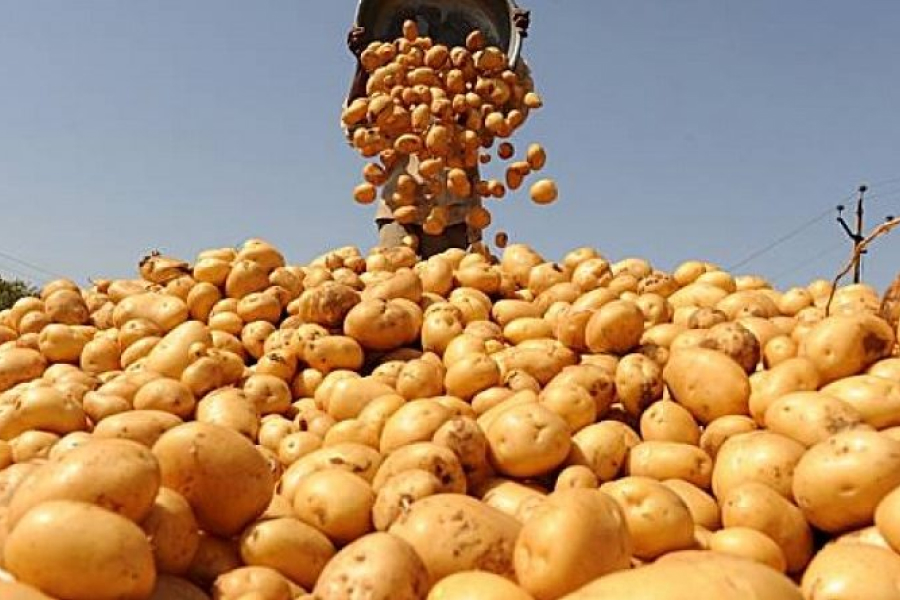 В Україні падає ціна на картоплю  — експерти