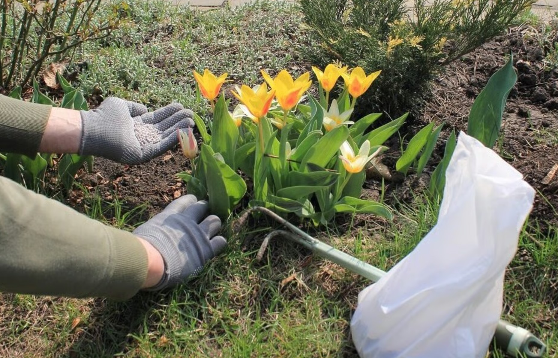 Добрива для тюльпанів