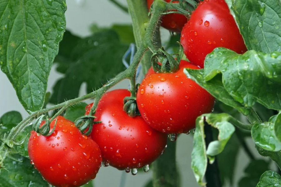 В Україні різко зросла  ціна на помідори
