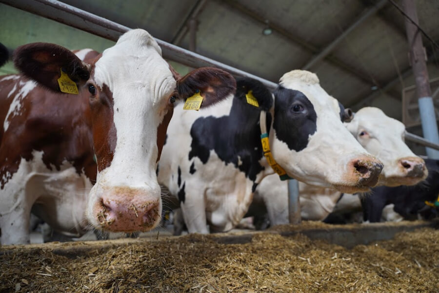 В Україні планують збільшення кількості корів
