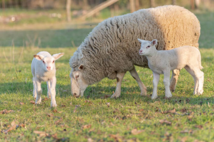 У Косівській громаді планують відродити вівчарство