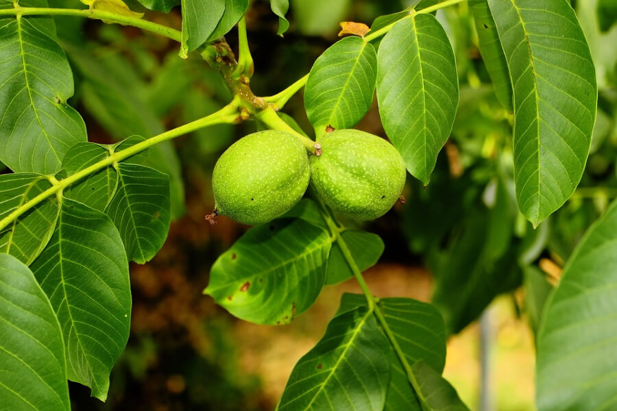 На Сумщині громада висадила понад 200 саджанців горіху