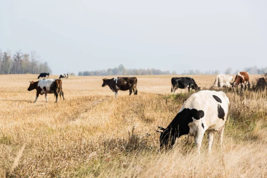 Корови на пасовищі