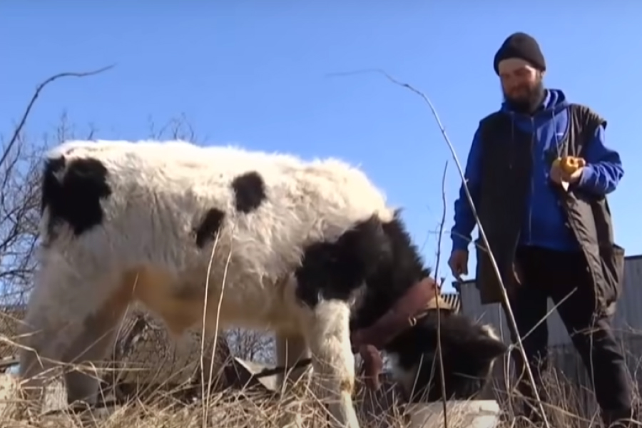 Житель Ірпеня подолав 100 км з двома коровами під обстрілами росіян