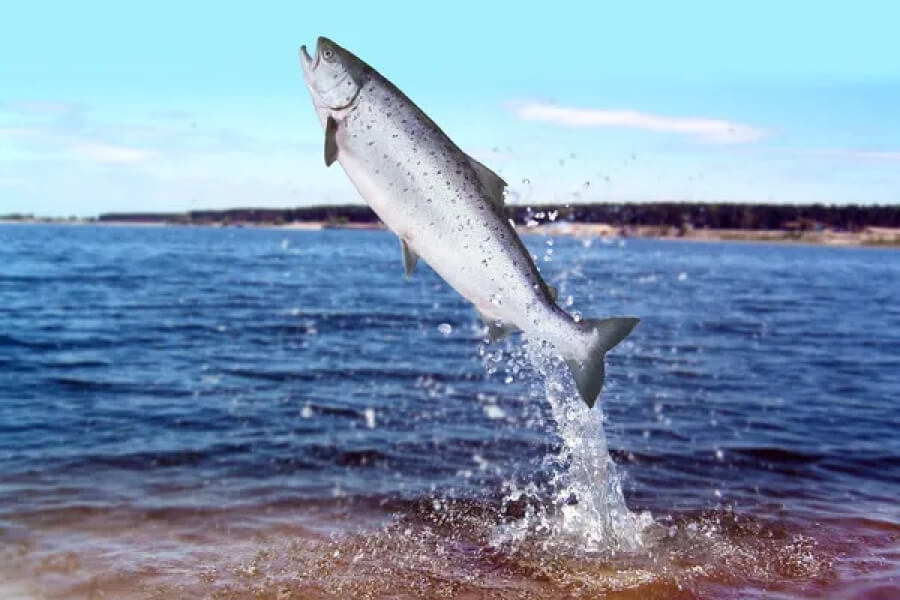 ФАО надасть корми для виробників лососевих видів риб