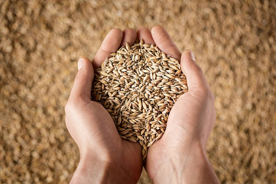 Україна в червні експортувала 1,1 млн тонн зернових