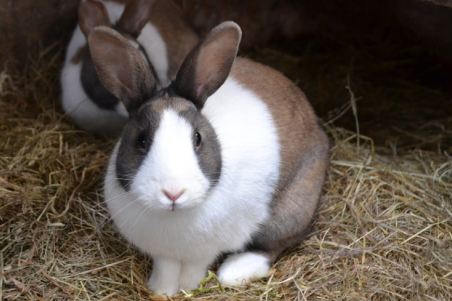 На кролях можна заробити до 40 тис грн в місяць — думка