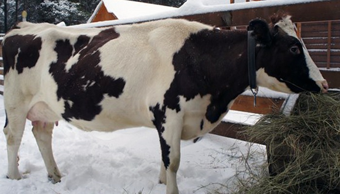 Корова на снігу