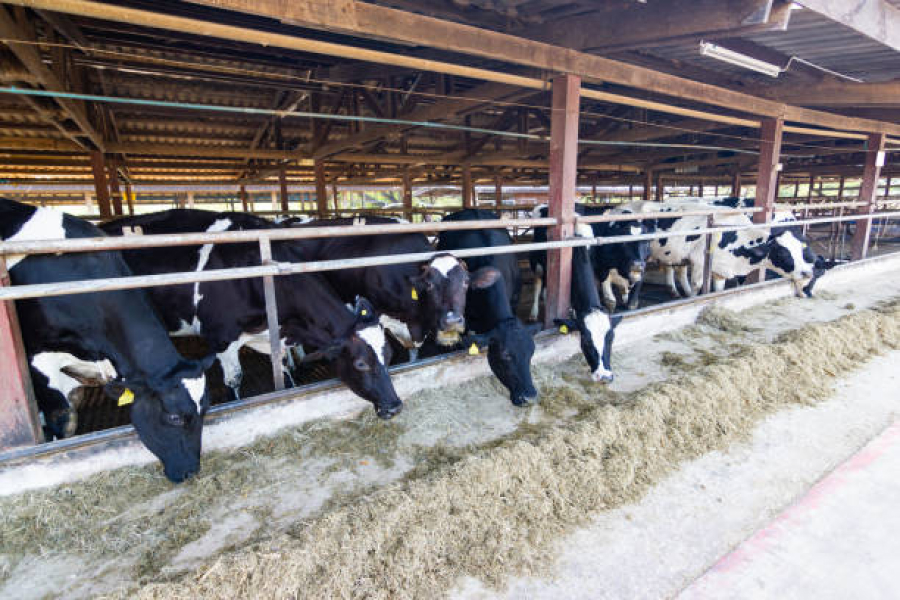 В Україні спростили вимоги щодо утримання молочної худоби
