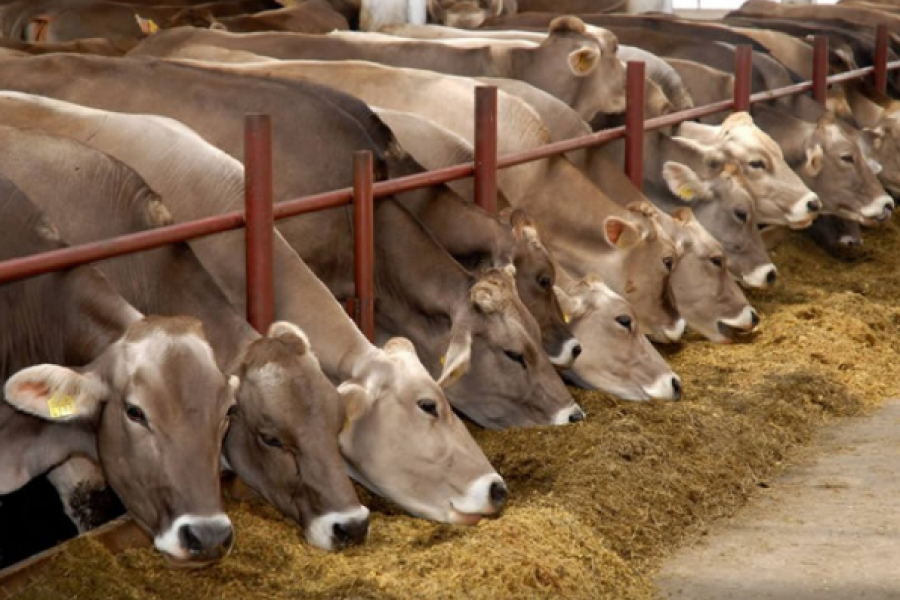 Держпідтримка забезпечить збереження рідкісних порід корів