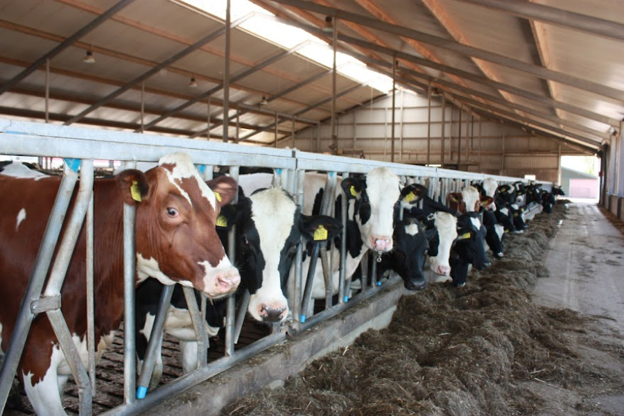 Пільгове фінансування отримали 7 Сімейних молочних ферм