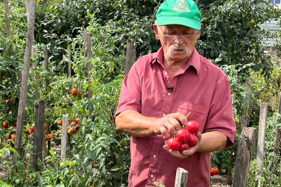 Григорій Жук, вирощує 200 кущів помідорів