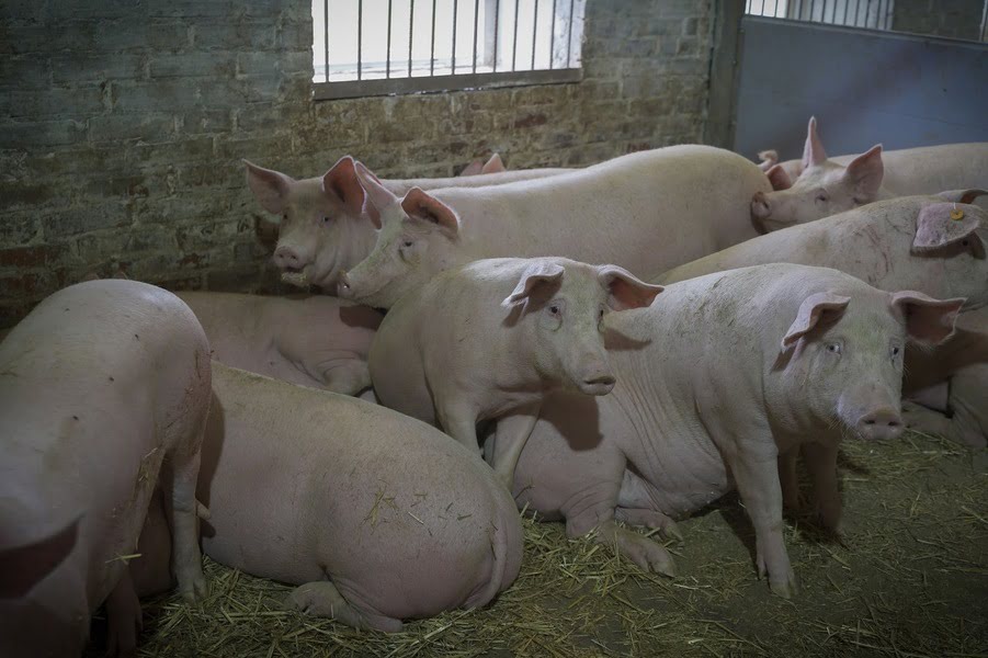 Ціна на живих свиней складає близько 58 грн за кілограм