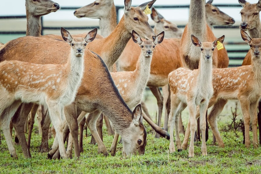 На Чернігівщині лісники розводять плямистих оленів