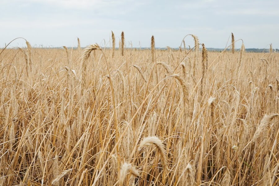 За липень Україна експортувала майже півтора мільйони тонн зернових