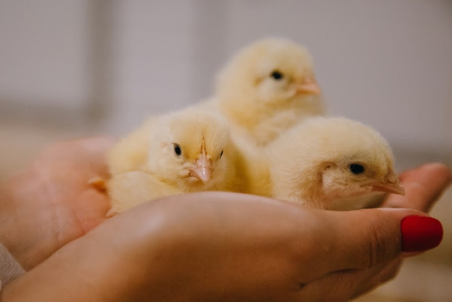 В Україні почали менше купувати курчат, індичат та гусенят