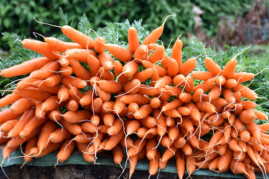 Зберегти моркву в сховищі допоможе горобина — думка