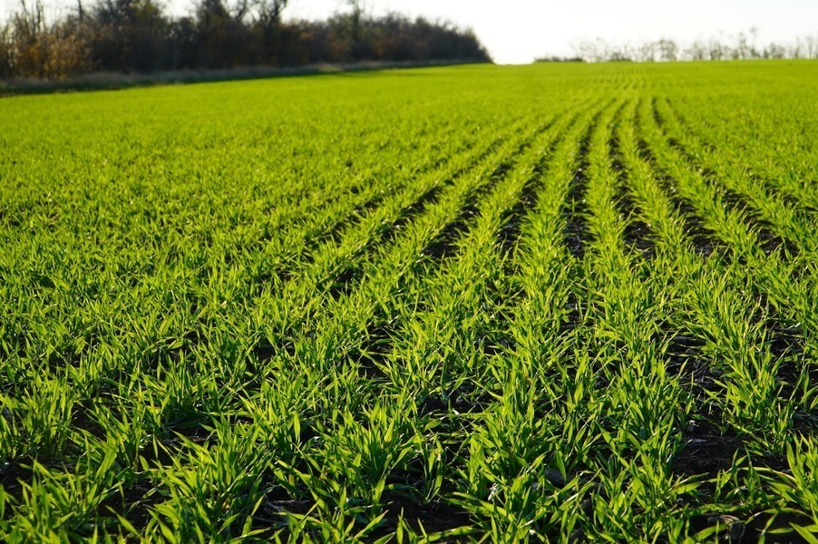 Поле озимих зернових