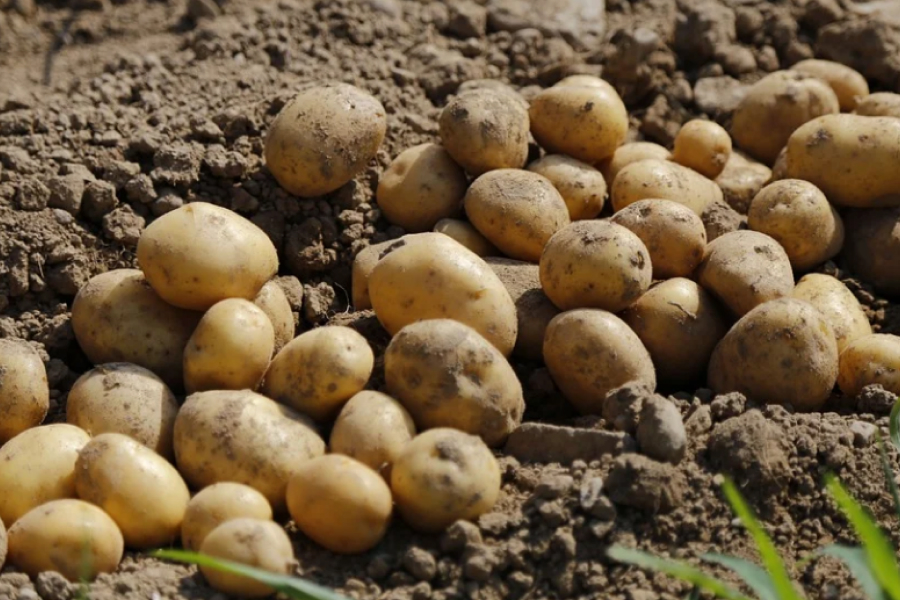 На Харківщині громада отримала 10 тонн високоврожайної посадкової картоплі
