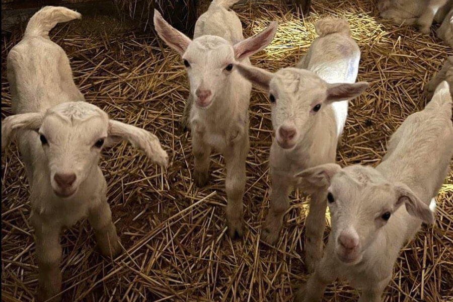 Ферма Розенталь роздає кіз для розвитку фермерства в селі Кваси