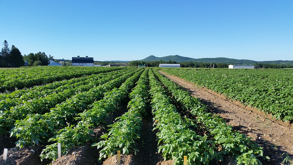 На Львівщині картоплею засадили майже 100 тисяч гектарів