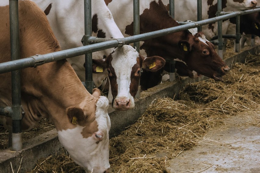 Експерт розповів, як запобігти тепловому стресу у корів