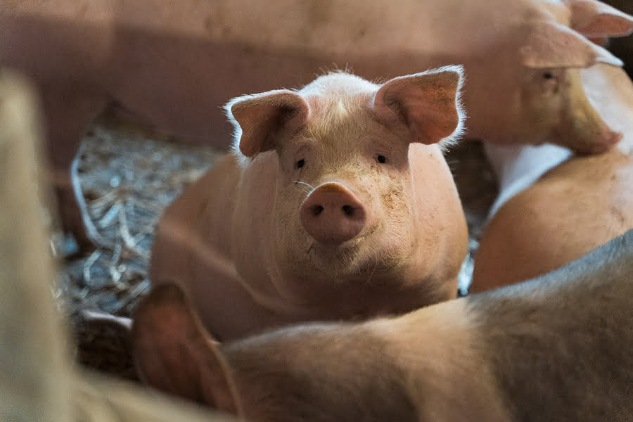 Свиноферма