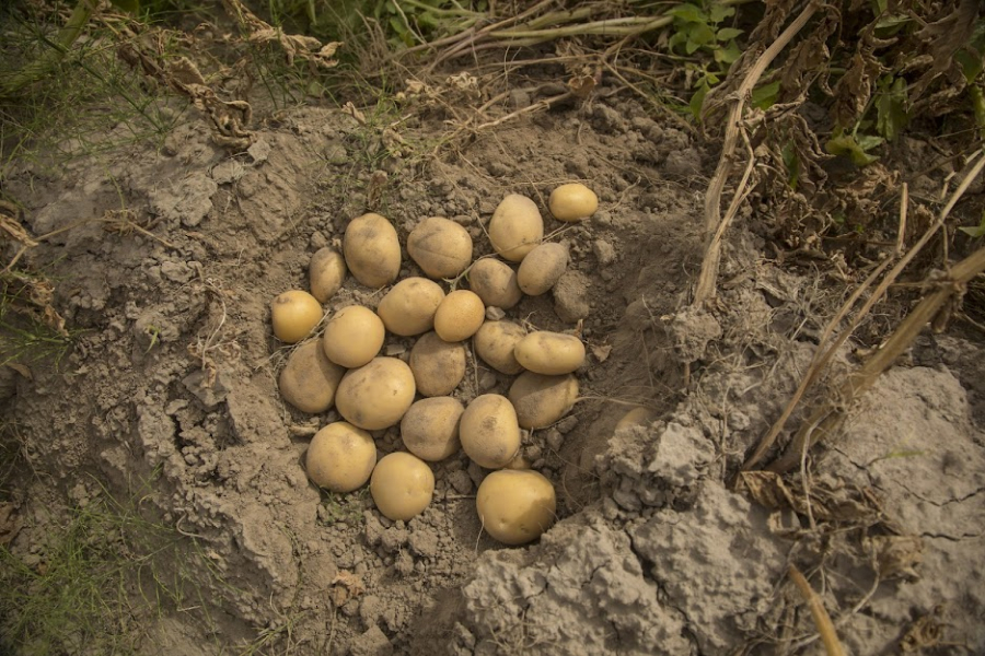 Від почорніння картоплі слід дотримуватись правил догляду — експерти