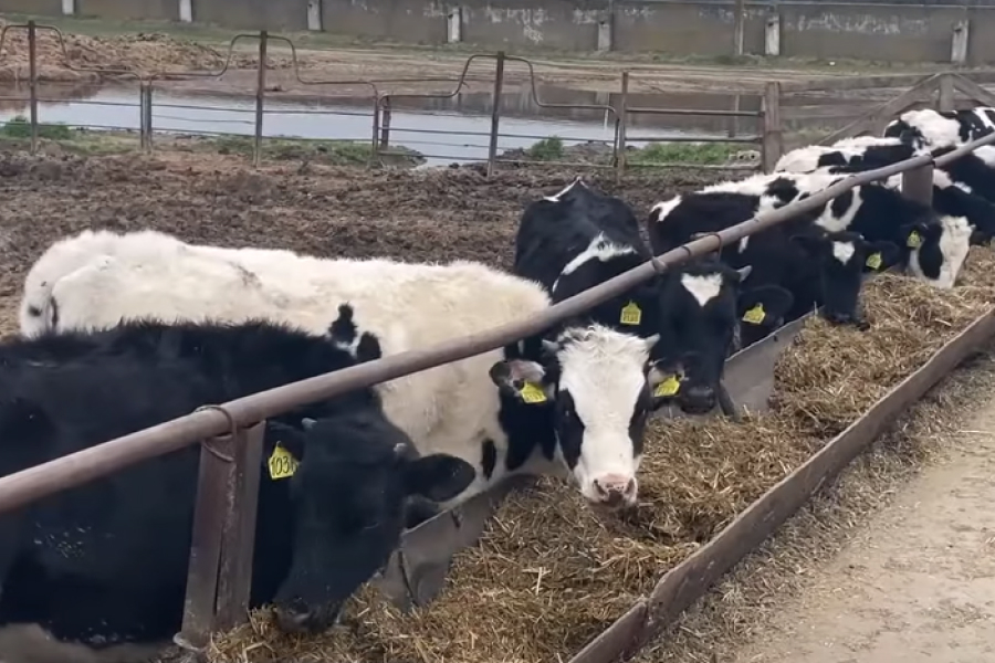 Ферма в селі Новодмитрівка постачала молоко в Херсон під час окупації